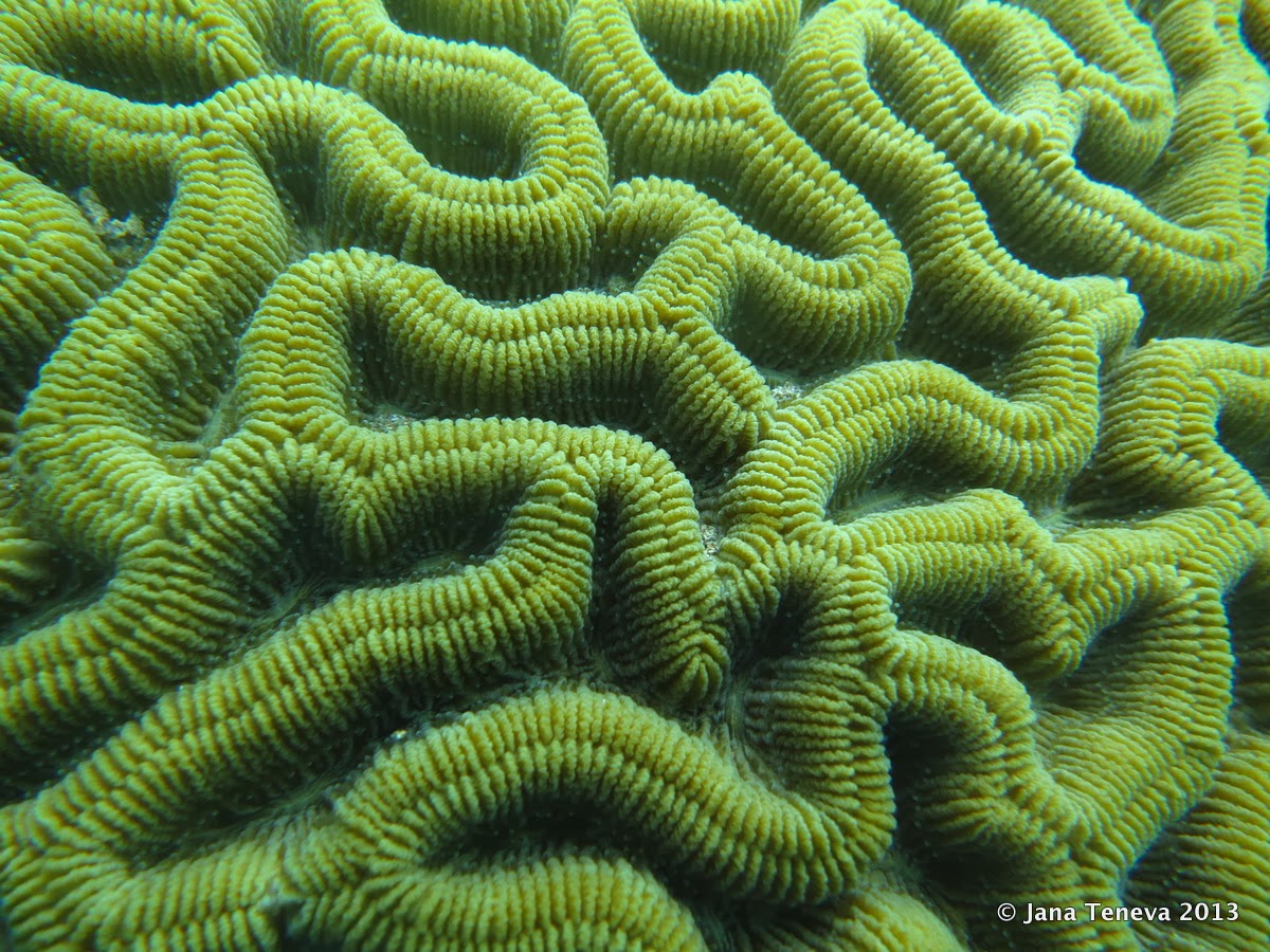 Brain coral details, les Saintes, Guadeloupe