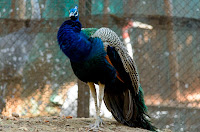 bvkmohan, bvkmohan.blogspot.in, bvkmohan's blog, wanderlust, touring, bike riding, travelling, karanji kere aviary, aviary