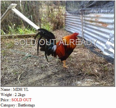 MDH YL SOLD OUT