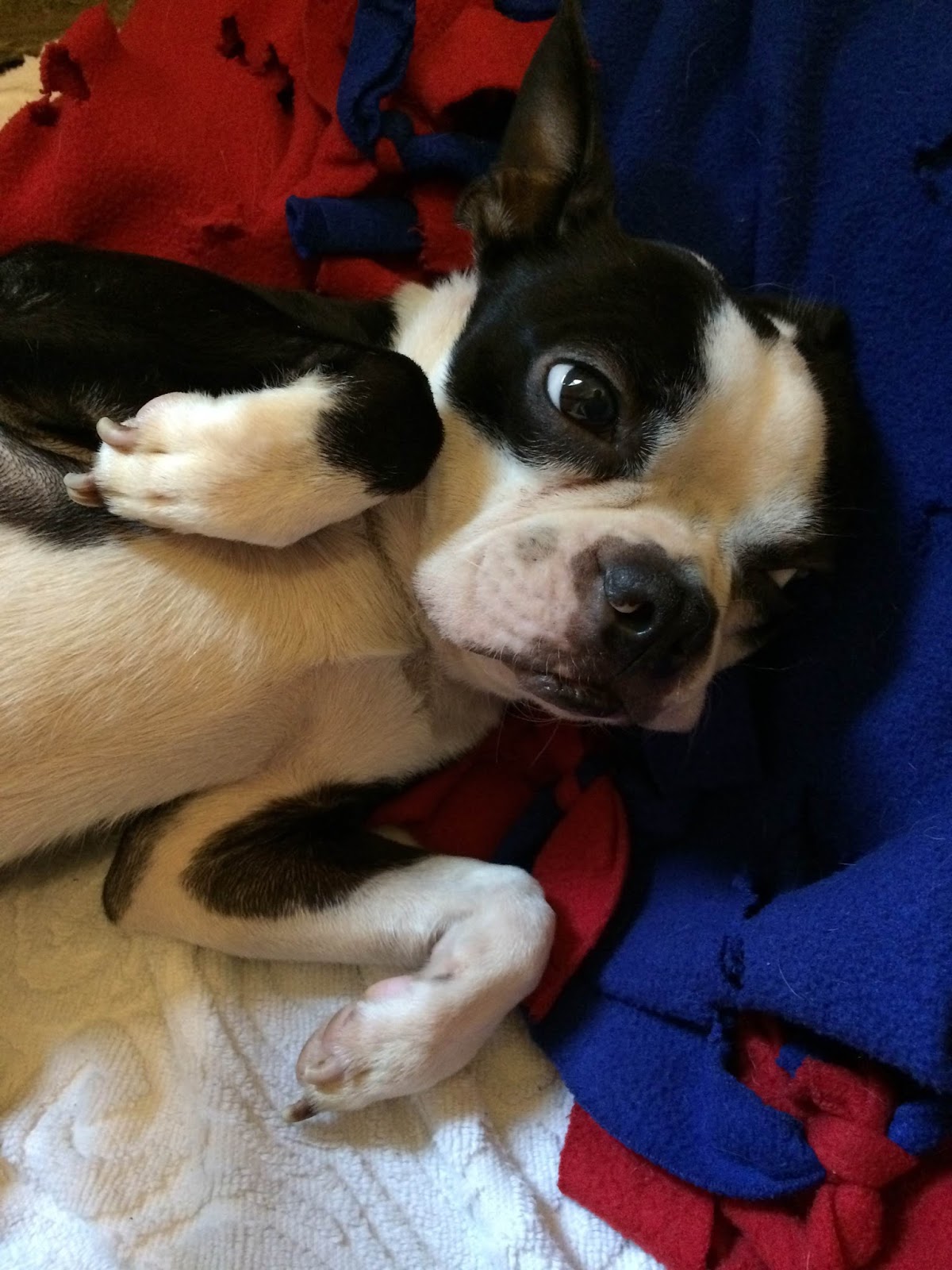 Boston Terrier Rescue Austin 84 - cmyqwn7