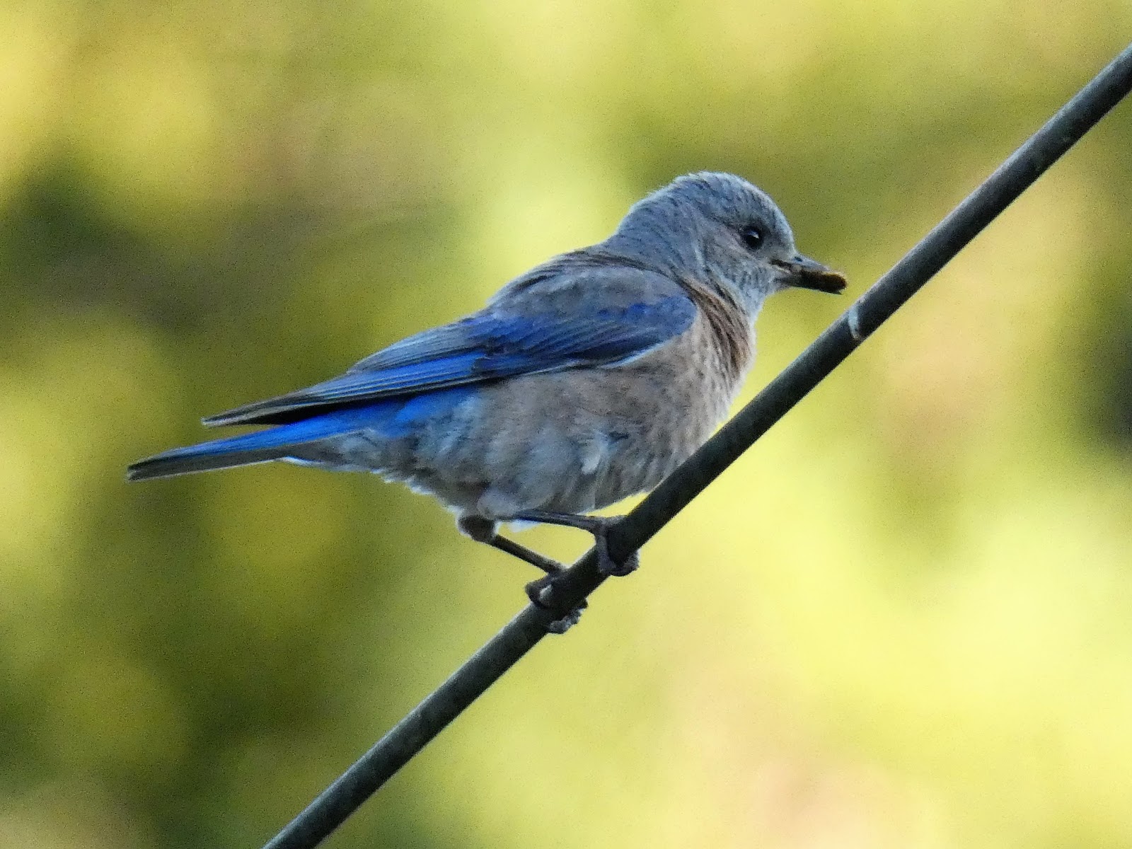 Geotripper&rsquo;s California Birds: Western Bluebirds (and babies) at
