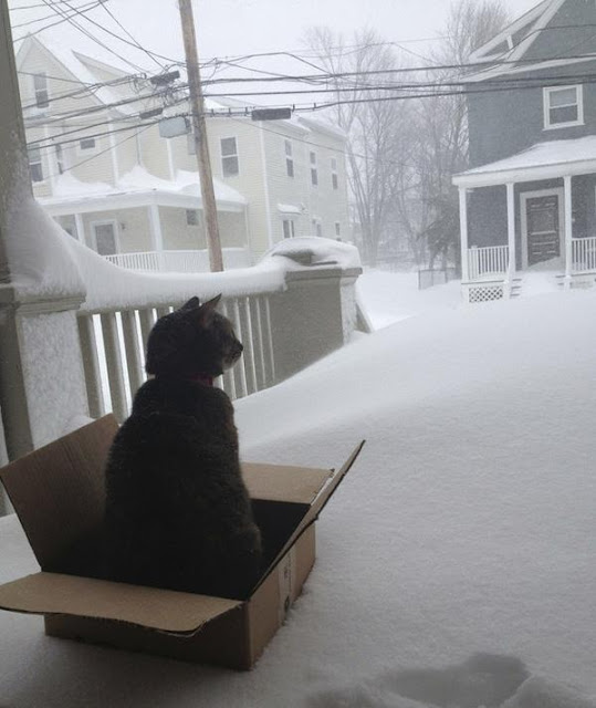 Chùm ảnh 16 chú mèo đã cảm thấy chán ngấy mùa đông