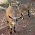 Nigerian Dwarf Goat Characteristics