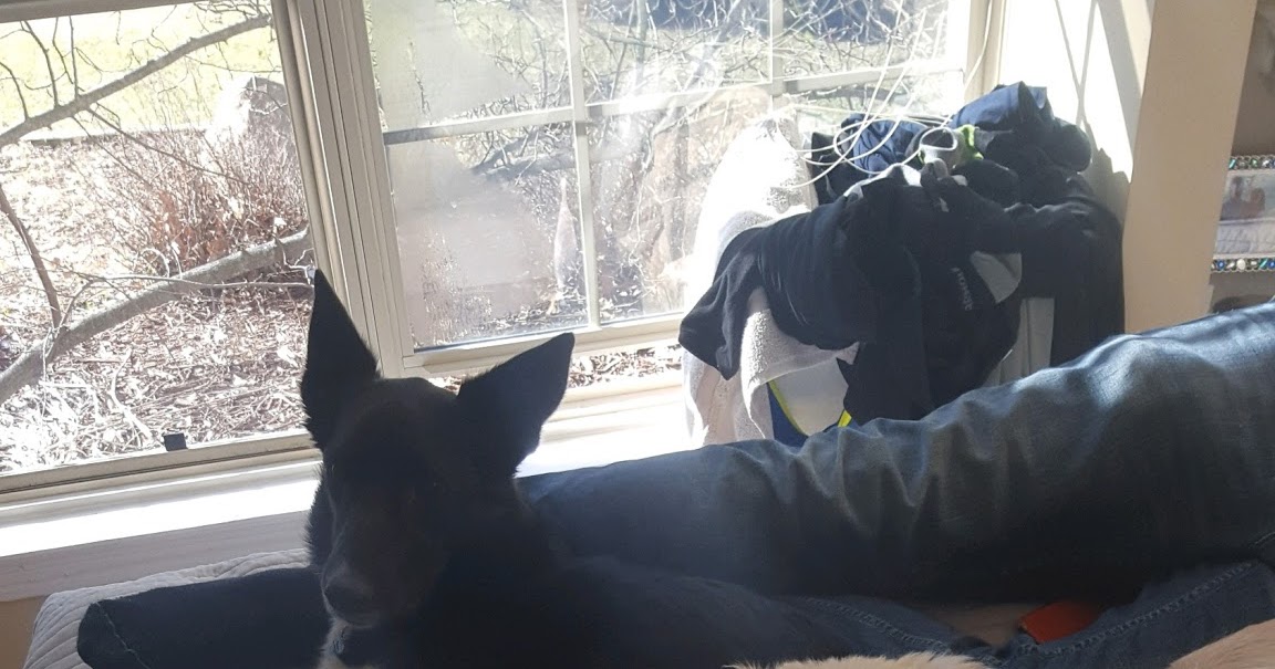 Current Events Happening with Animals