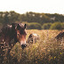 The US Government 'Plays God' By Planning To Kill 45,000 Wild Horses, Which Is Roughly 75% Of The Country's Population