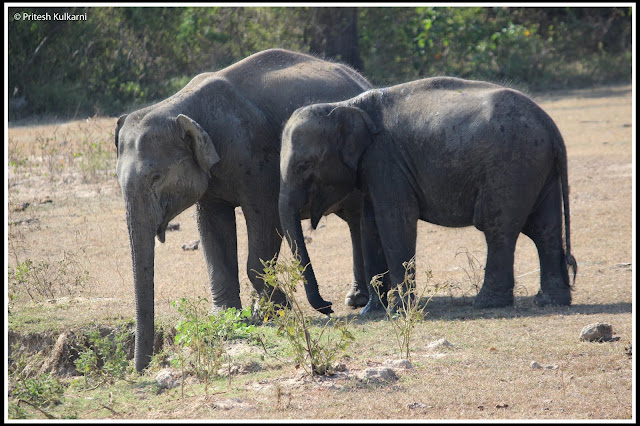 Elephants in Yala National Park Elephants in Yala National Park