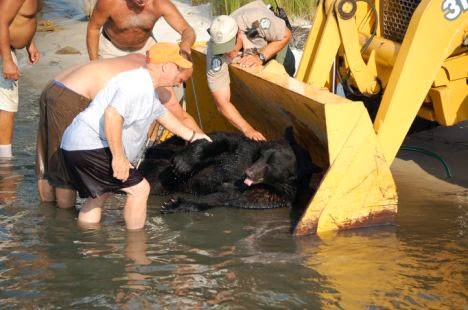 The King Of All Men Saw Something Drowning In The Ocean. And I Still Can’t Believe What He Did. - The team was able to use a tractor bucket to transport the poor guy back to his home in Osceola National Forest.