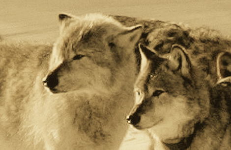 STOP WOLF HUNTS: MICHIGAN WOLVES ~ ACTIONS ~ NEWS