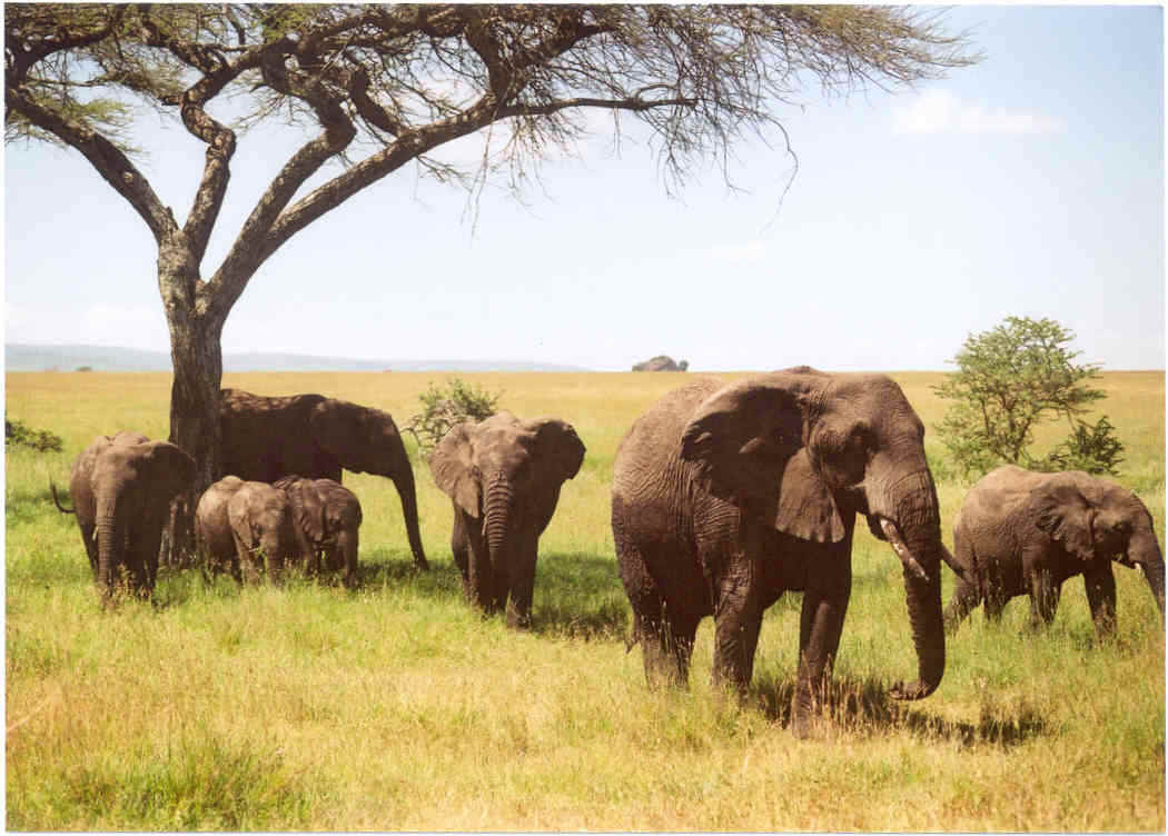 Гомфотерии вымершие хоботные. Эпицион хэйдена. Доисторические млекопитающие. Коала крупным планом. Ископаемая лошадь гиппарион.