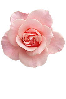 www_flatcast_biz_png_cicekler_%2B%252829%2529.png