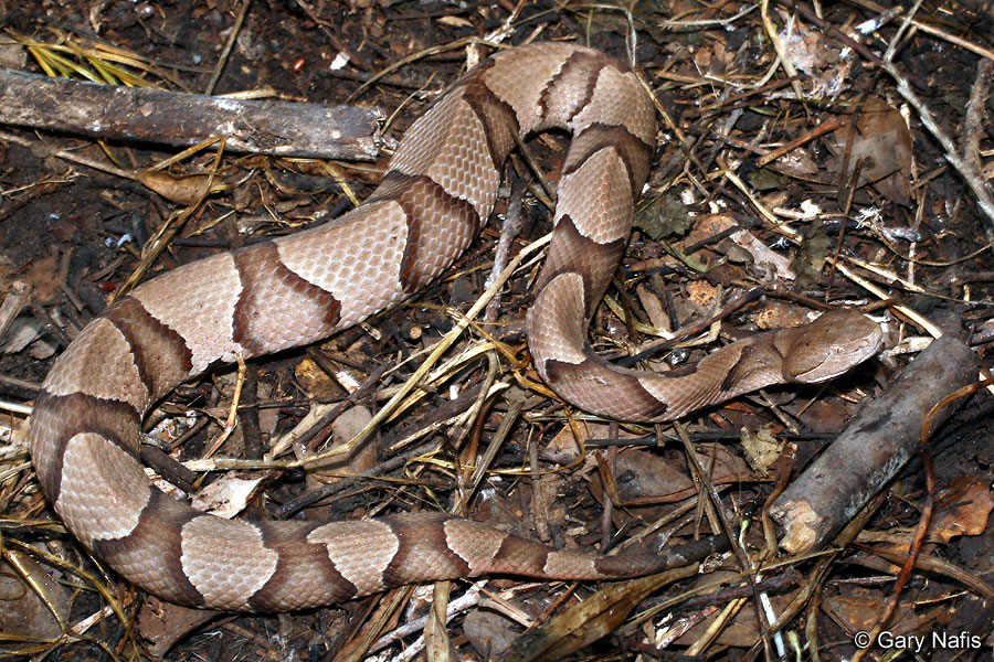The Beauty Of The Southern Copperhead