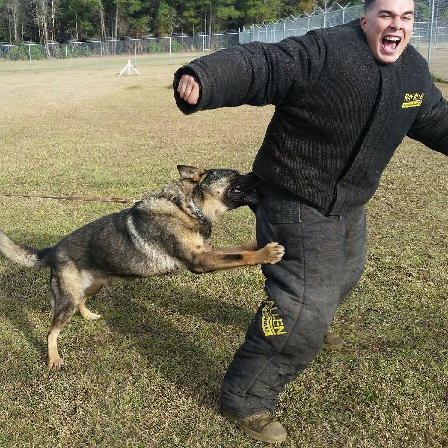 ActionshotsNH Guard Dog Training