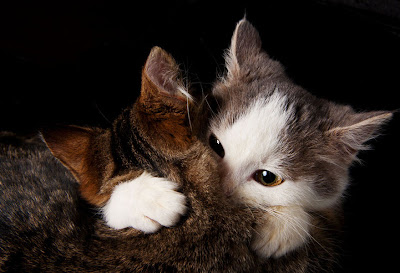 Amor de gatos - Love cats - Lovely animals