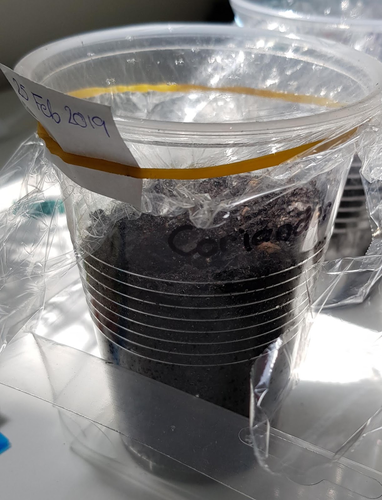 Growing Coriander from seeds