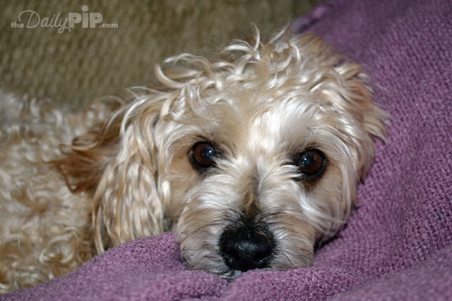 Ruby's Loves The Couch Ruby's new life as a couch potato in her new home