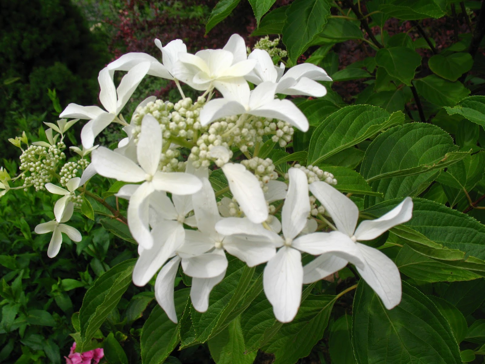 Roses Du Jardin Cheneland Taille Des Hydrangeas