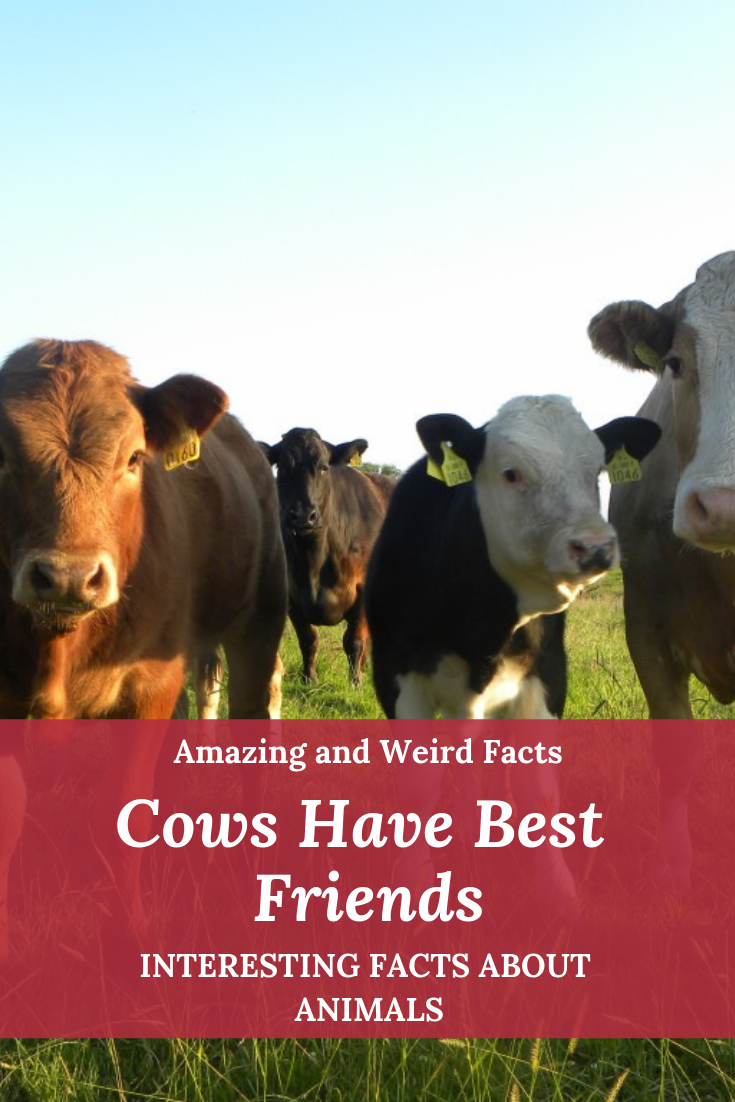 Cows Have Best Friends | Amazing WTF Facts