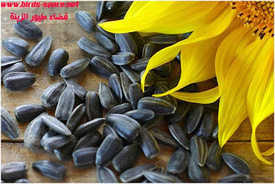 التشحيم عند طيور الزينة التشحيم عند طيور الزينة