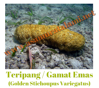 Cara Mengobati Impetigo pada Anak-anak, Bayi dan Dewasa Secara Alami