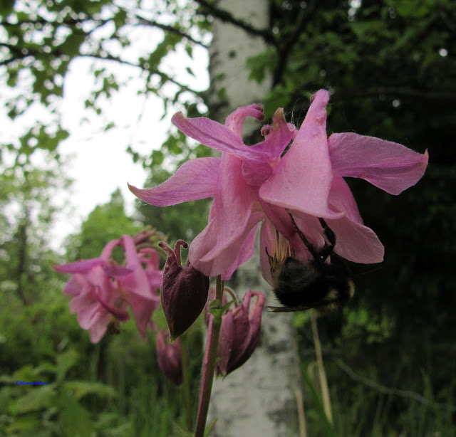 akileija_vaaleanpunainen-Aquilegia- columbine