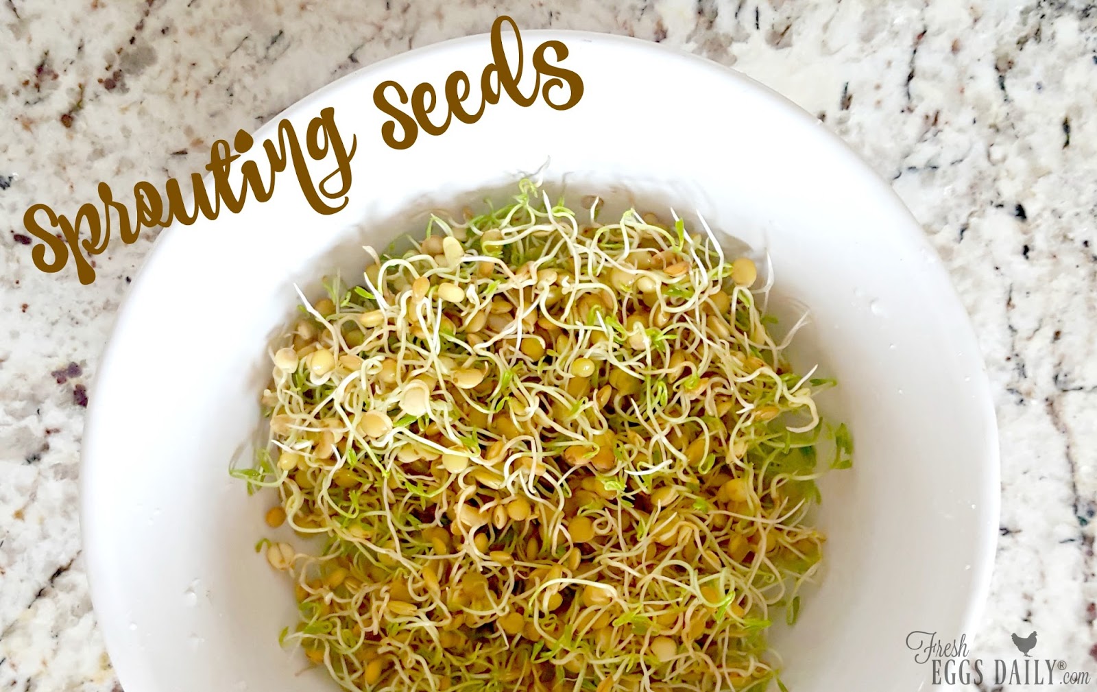 Growing Sprouting Seeds for your Chickens Fresh Eggs Daily®