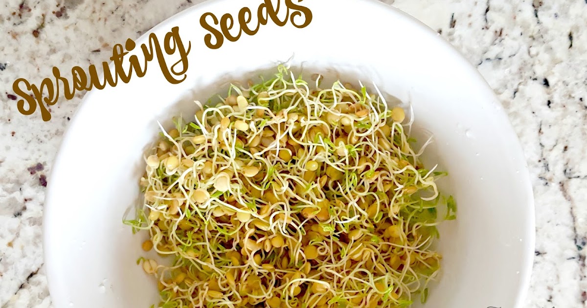 Growing Sprouting Seeds for your Chickens Fresh Eggs Daily®