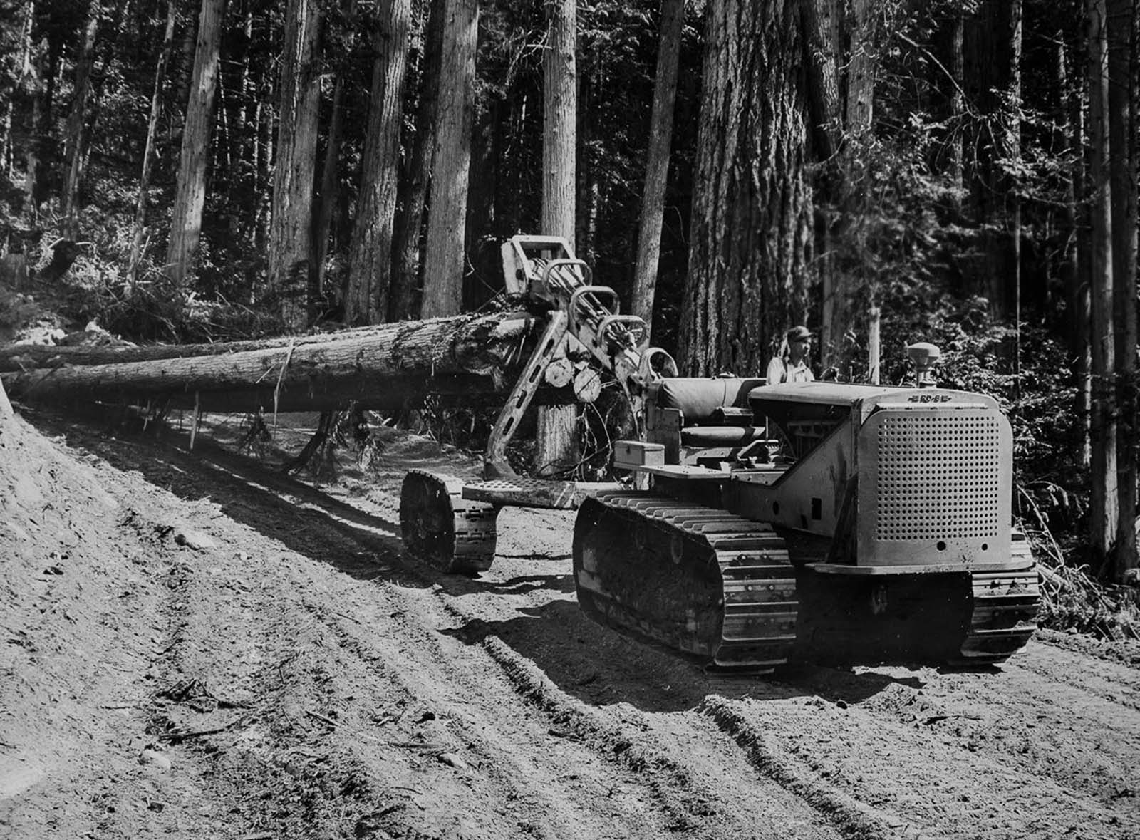 A caterpillar tractor hauls tree trunks. 1930.