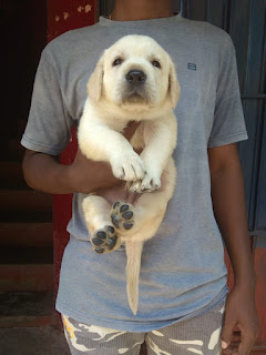 Labrador puppies for sale in Bangalore