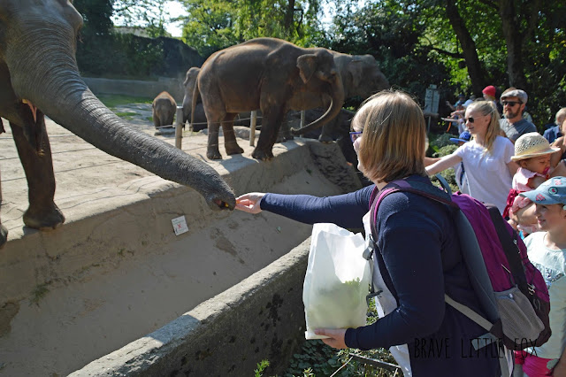 Elefanten Tierpark Hagenbeck Hamburg