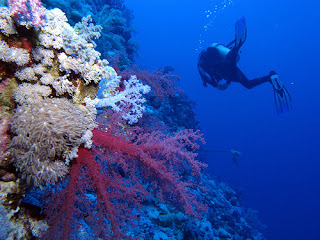  dykking i Bahamas