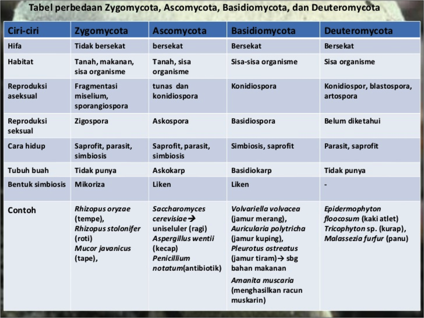 Ciri-ciri Peran Kelompok Jamur dan Protista