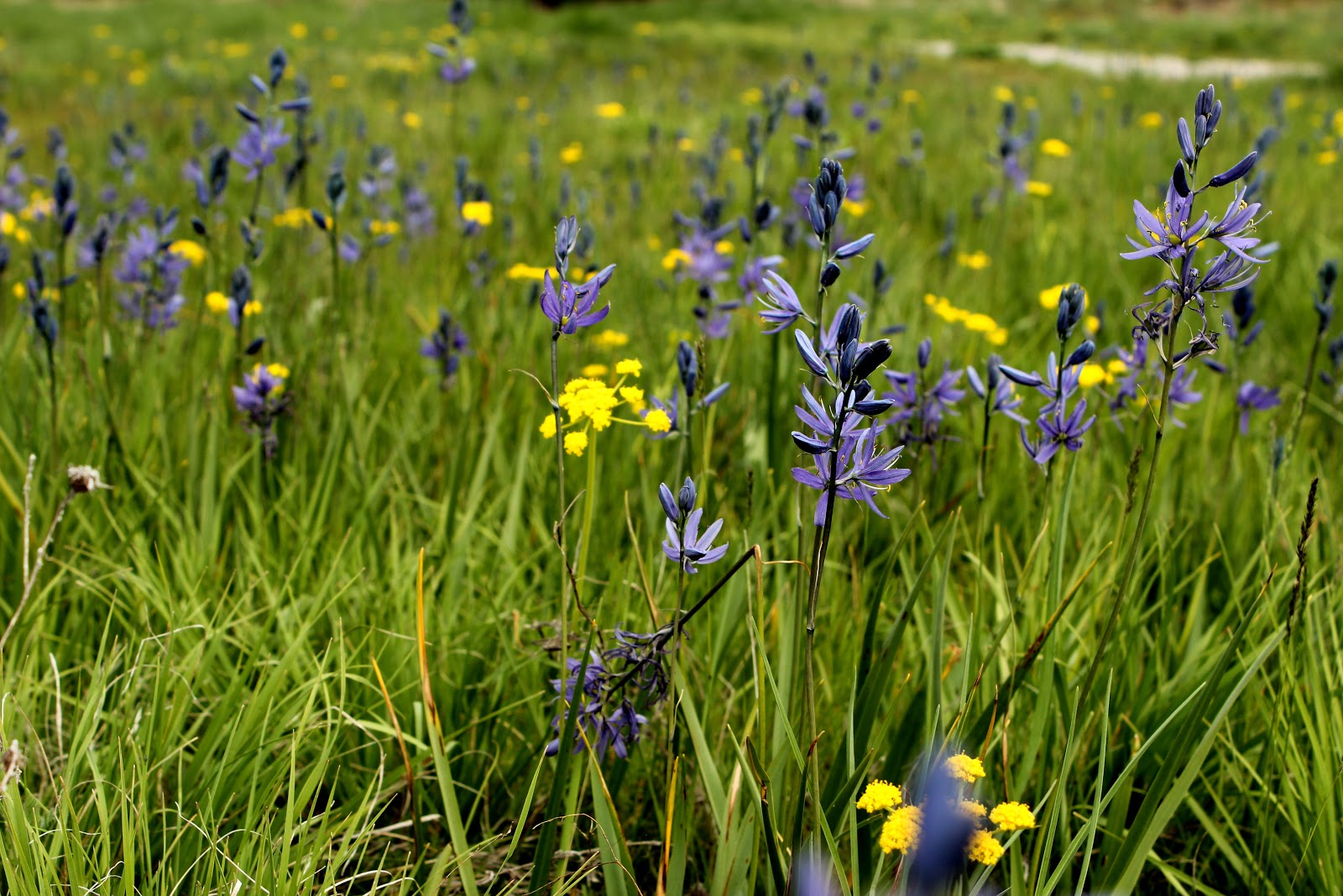 s u l u s t u Drumheller