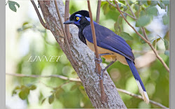 南米で出会った野鳥（Bird of South American ）
