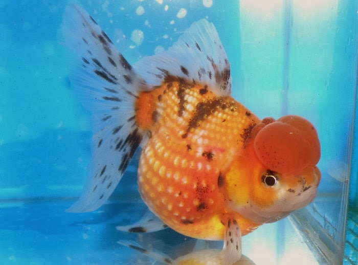 金魚&水族快訊Goldfish & Aquarium Messages: 圓身鵝頭珠鱗欣賞(Crown pearl-scale goldfish)