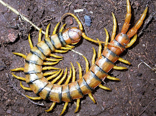 Scolopendra (Cienpies venenoso)