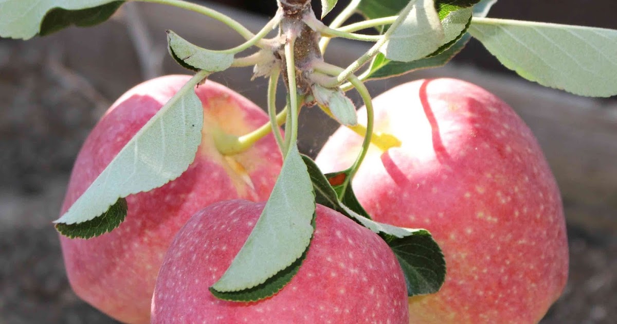 Яблоко аннурка. Anna apple. Модель anna apples. Яблоки анна израиль. Модель anna apples.