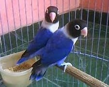 Harga Burung Terbaru Daftar Harga Burung Terbaru 2017