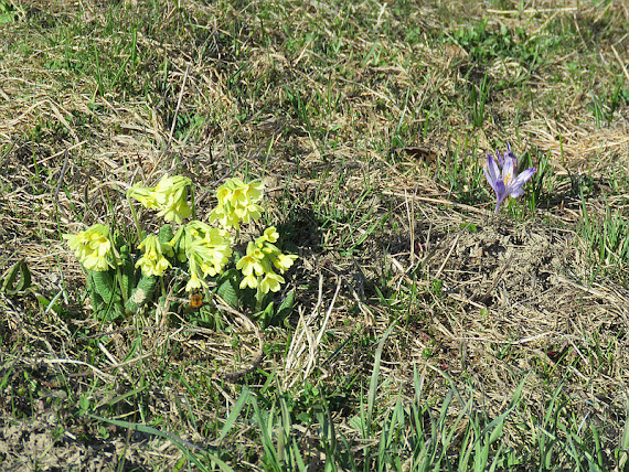 Pierwiosnki i krokus Pierwiosnki i krokus