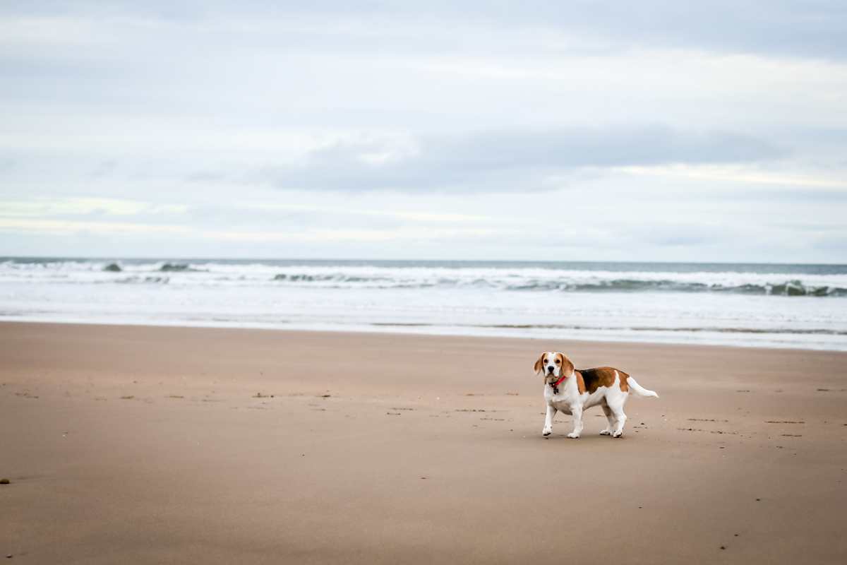B B Alnmouth Dog Friendly B B Alnmouth Dog Friendly