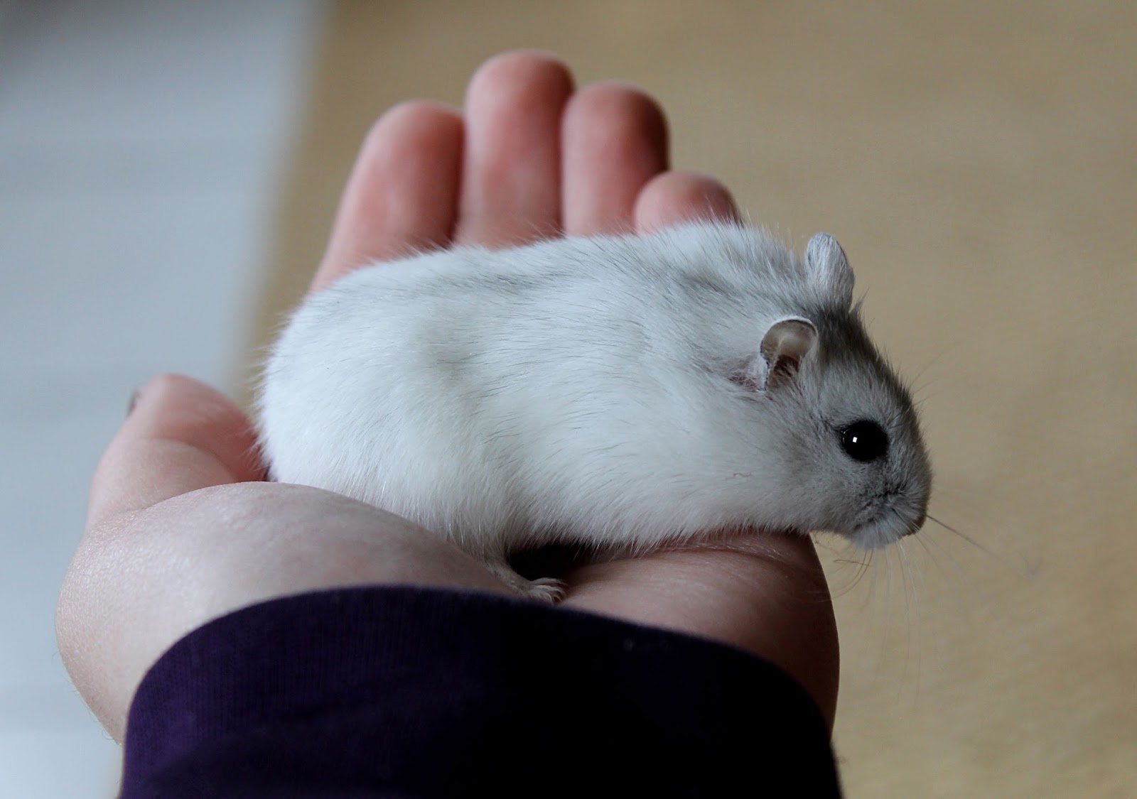 Winter White And Campbell Dwarf Hamsters: How Do You Tell Them Apart? | The  Pets Dialogue