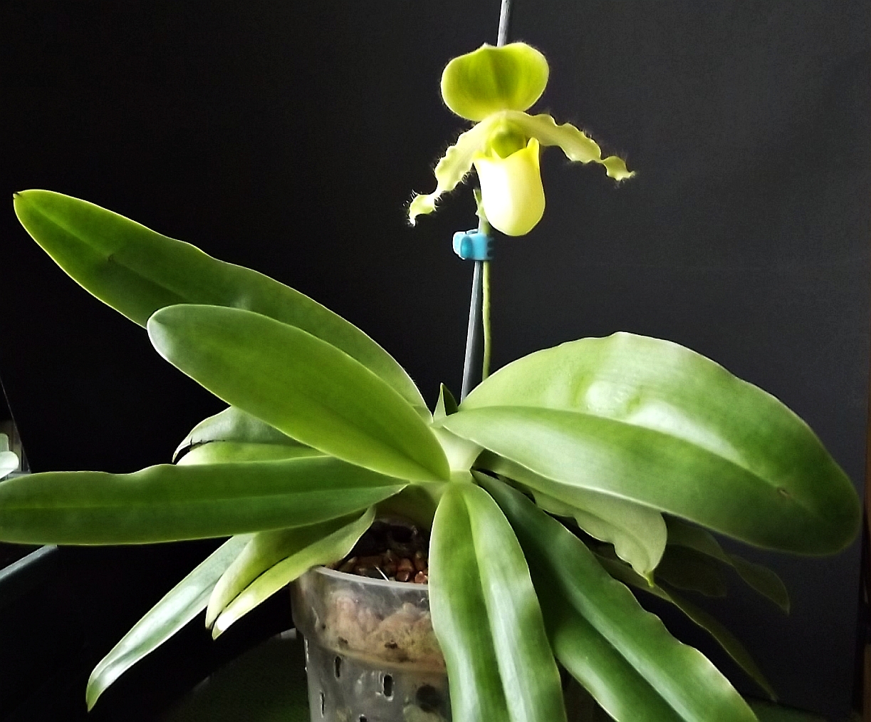 Orchid ID: Paphiopedilum Pinocchio