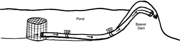 Image result for beaver deceiver image
