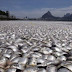 Mysterious Mass Animal Deaths Mid February 2017-Late March 2017