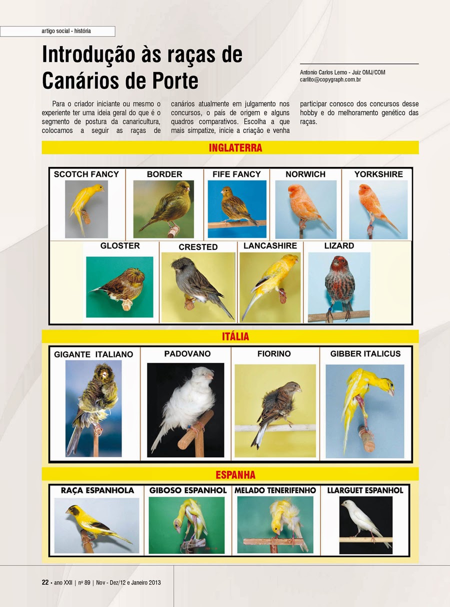 NINHO DO CANÁRIO VISUALIZANDO AS RAÇAS