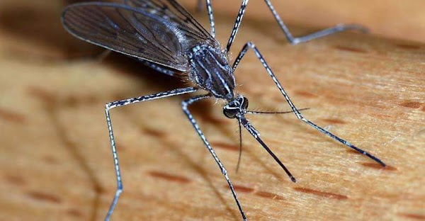 Europa sufre el peor brote de la fiebre del Nilo Occidental. Europa sufre el peor brote de la fiebre del Nilo Occidental.