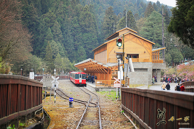 沼平車站|沼平公園櫻花季|嘉義阿里山國家森林遊樂區景點|阿里山櫻花季