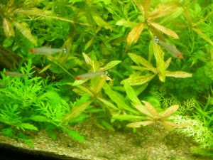 Errores comunes en un acuario Errores comunes en un acuario