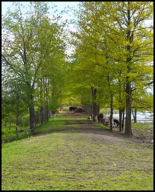 This part of the trail must be bypassed on local roads. Between Denniston Road and River Road. This part of the trail must be bypassed on local roads. Between Denniston Road and River Road.