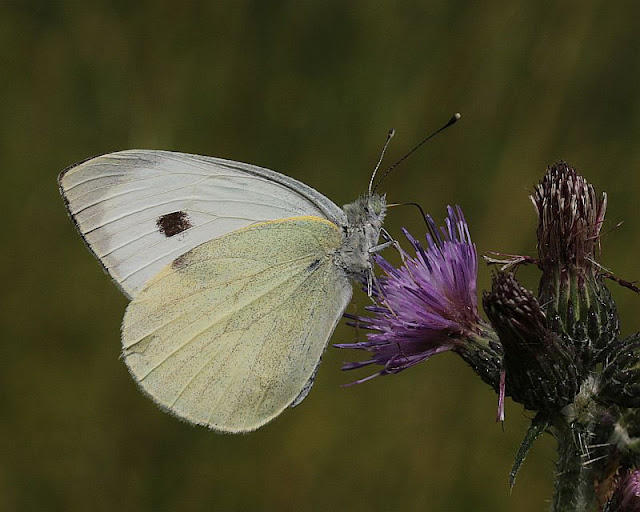 Großer Kohlweißling, Pieris brassicae