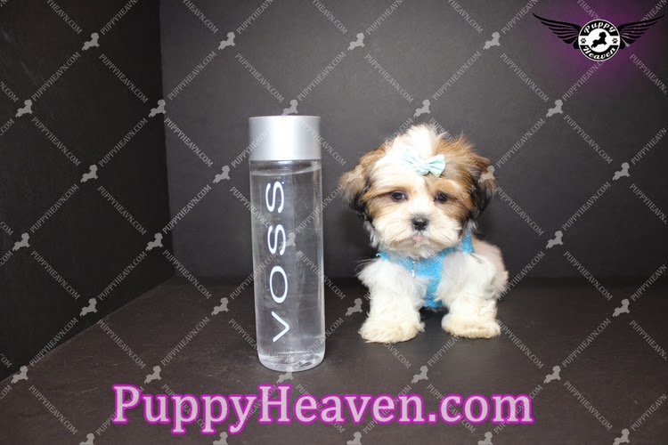 Puppies in San Diego by PuppyHeaven Puppies For Sale in San Diego Teacup & Toy